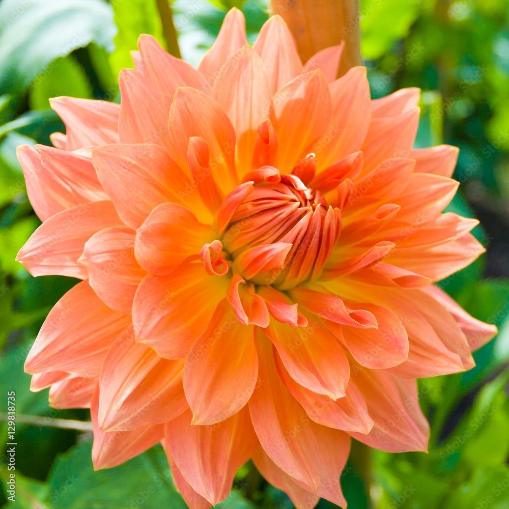 Beautiful pink dahlia flower in a garden. Beautiful pink dahlia flower in a garden.