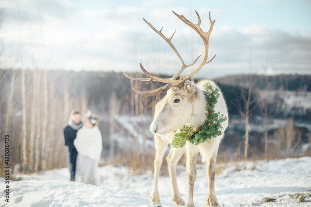 Obraz premium The bride and groom stand behind the deer. Unusual winter wedding.