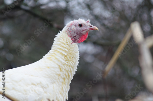 Portrait of white turkey closeup.