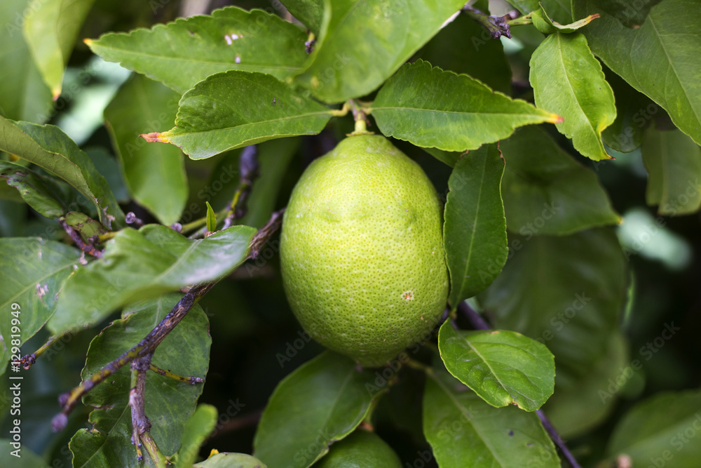 Organic lemons in Ivan Dolac village, Hvar island - Croatia Organic lemons in Ivan Dolac village, Hvar island - Croatia
