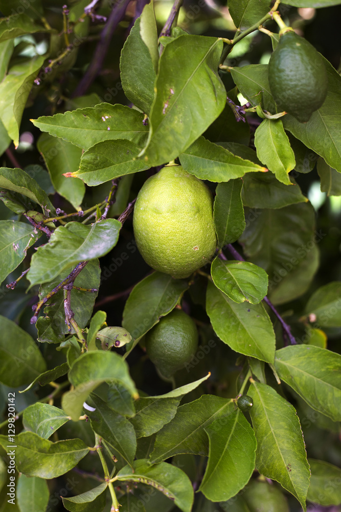 Organic lemons in Ivan Dolac village, Hvar island - Croatia