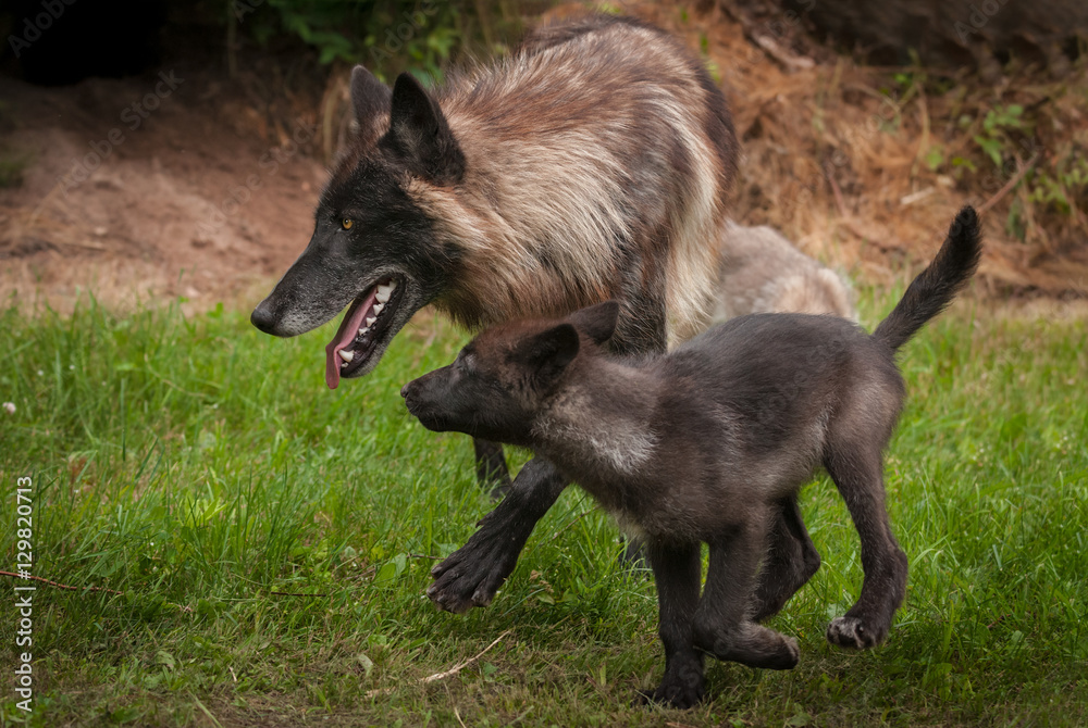 Obraz premium Black Grey Wolf (Canis lupus) and Pup Trot Left