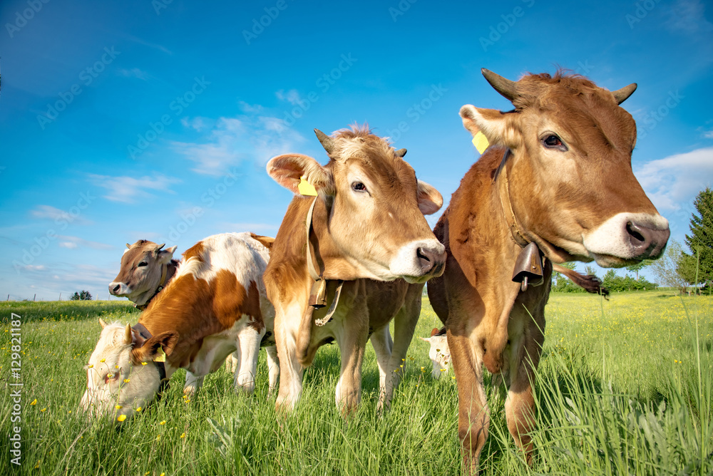 Vier Rinder auf einer Weide im Allgäu
