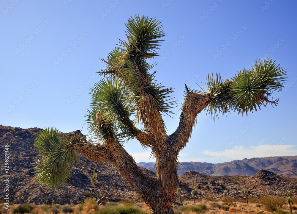 Yucca Brevifolia Mojave Desert Joshua Tree National Park Califo Yucca Brevifolia Mojave Desert Joshua Tree National Park Califo