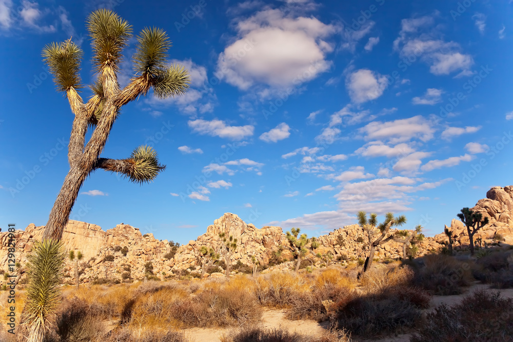 Yucca Brevifolia Mojave Desert Joshua Tree National Park Califo Yucca Brevifolia Mojave Desert Joshua Tree National Park Califo