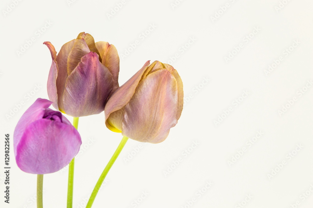 Fototapeta premium Purple tulips on white background