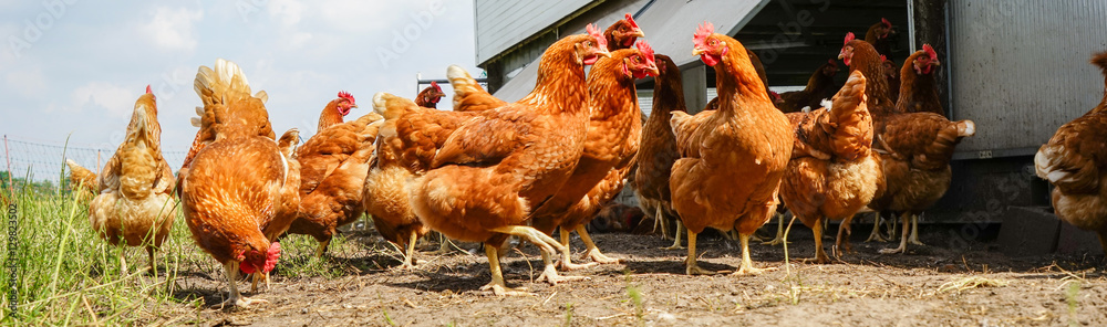 Fototapeta premium Stado kurczaków przy mobilnej kurniku
