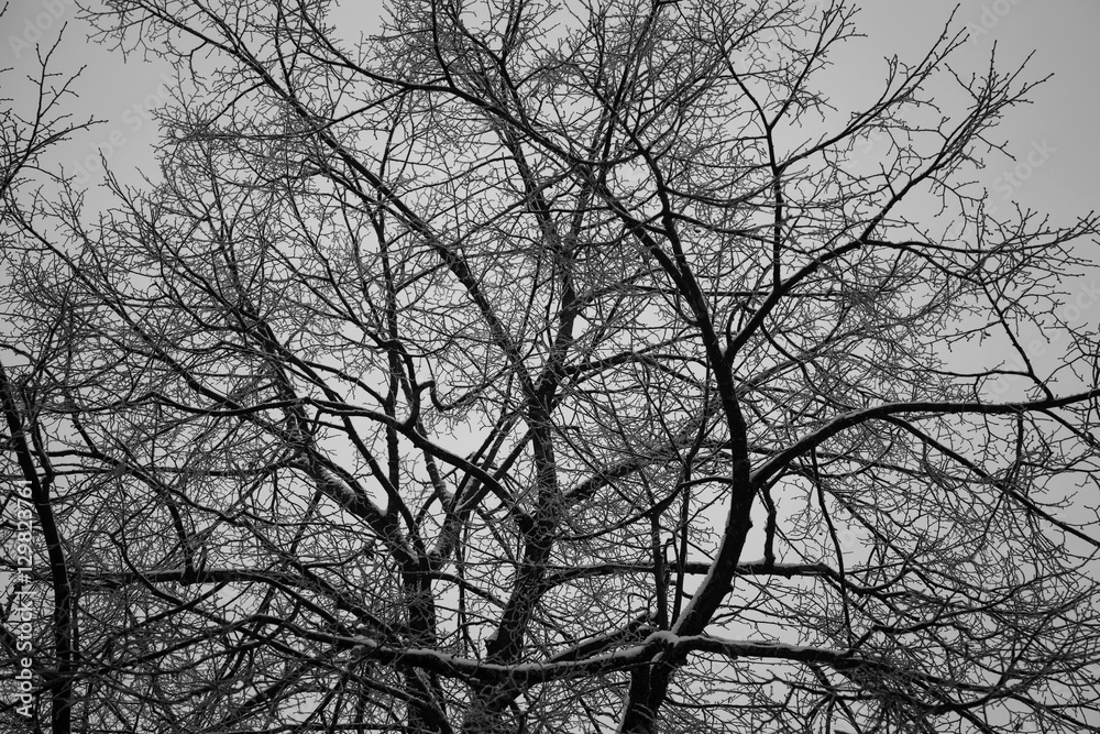 Background texture of tree branches. Beautiful weave of bare trees. Twilight forest Background texture of tree branches. Beautiful weave of bare trees. Twilight forest