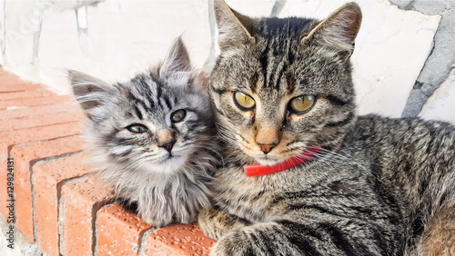 Canvas Print stray cats, father and son