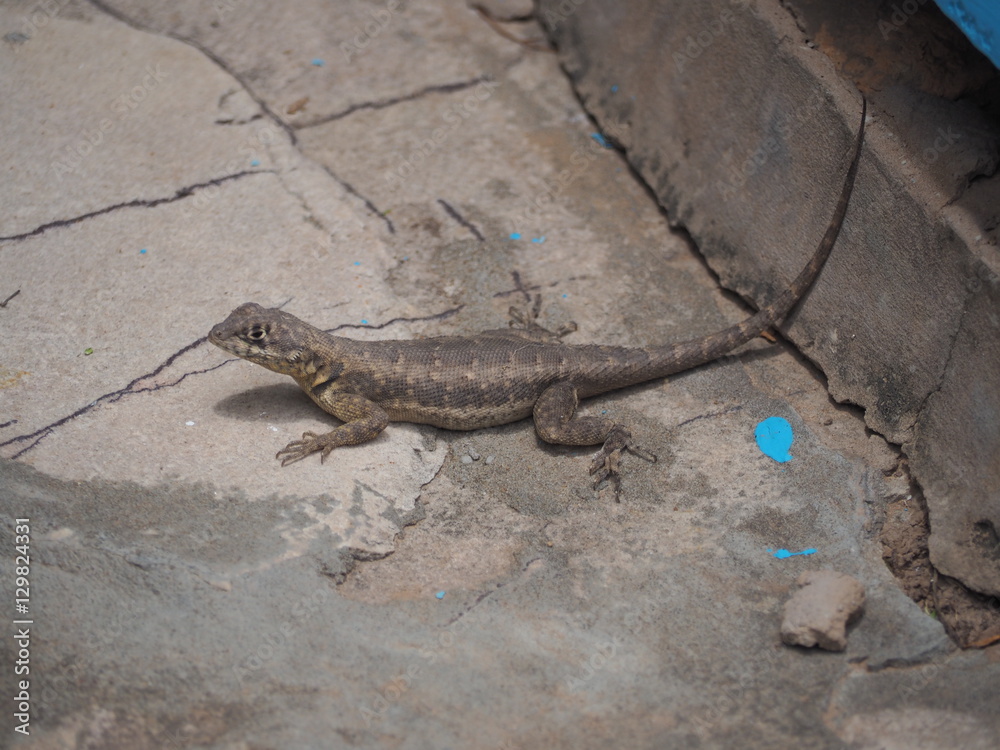 Obraz premium Braungefärbte Eidechse