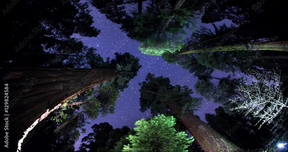 Night Sky Above the Giant Sequoia Trees in California's Sierra Nevada Mountains. Footage from Caleveras Big Tree State Park.