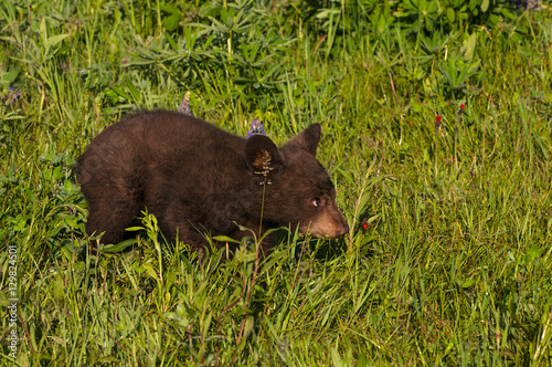 Black Bear Cub (Ursus americanus) Runs Right Through Grass