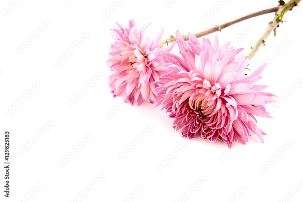 Pink chrysanthemum flower on a long stem on a white background is insulated Pink chrysanthemum flower on a long stem on a white background is insulated