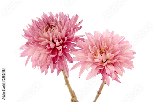 Fototapeta Naklejka Na Ścianę i Meble -  Pink chrysanthemum flower on a long stem on a white background is insulated