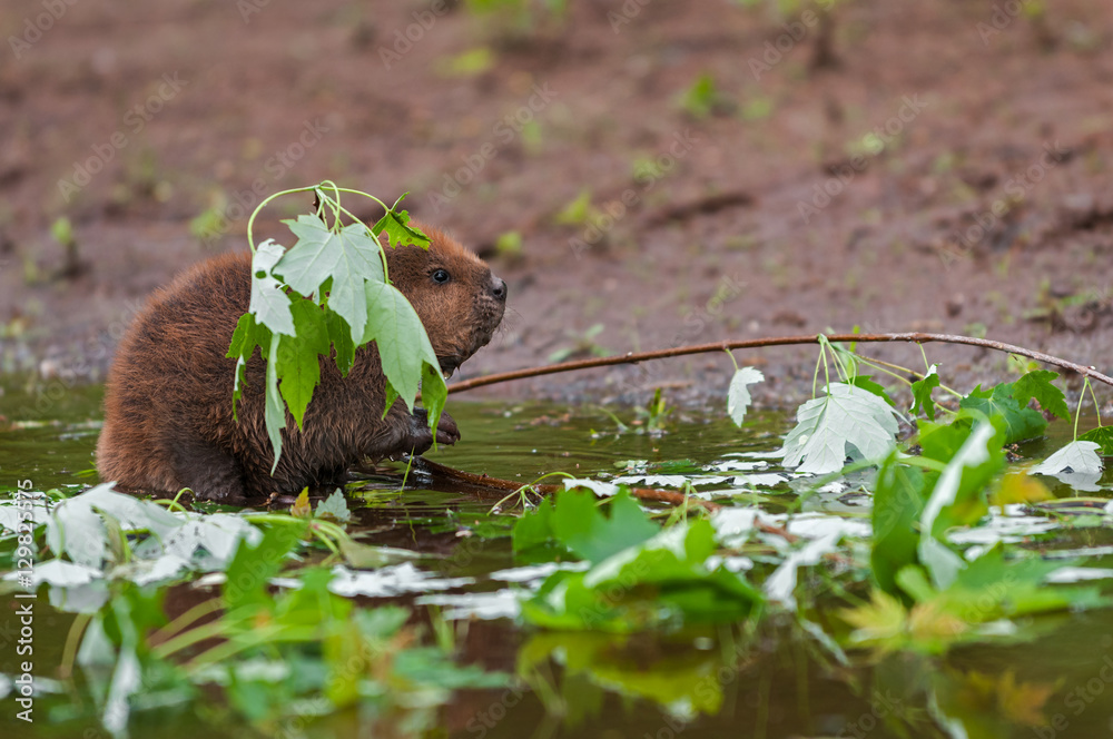 Obraz premium North American Beaver (Castor canadensis) Kit Appears to Fish in