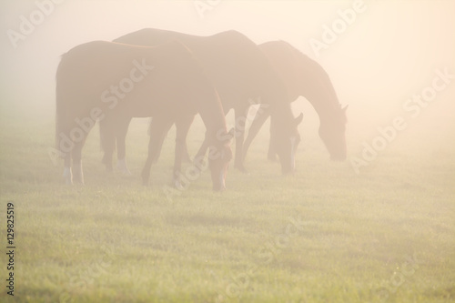 horses graze on pasture in fog