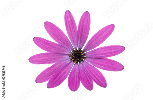 Osteosperumum Flower Daisy Isolated