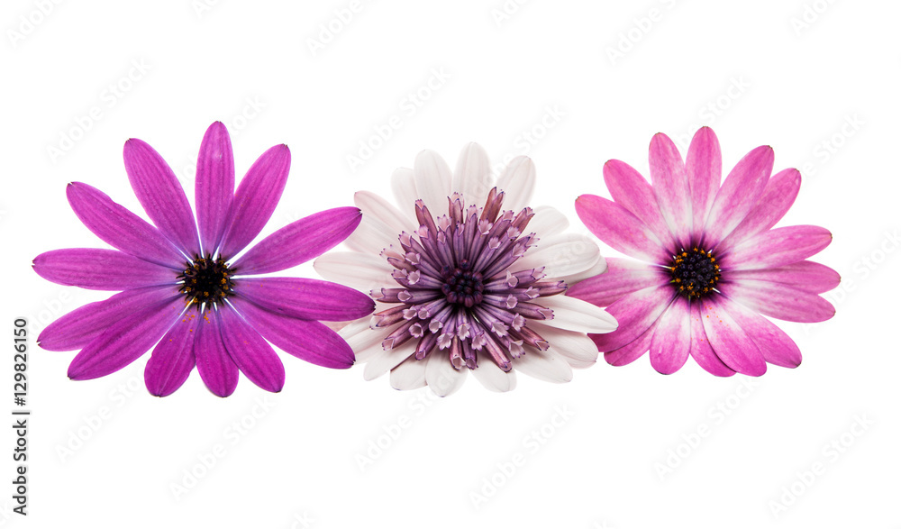 Osteosperumum Flower Daisy Isolated Osteosperumum Flower Daisy Isolated