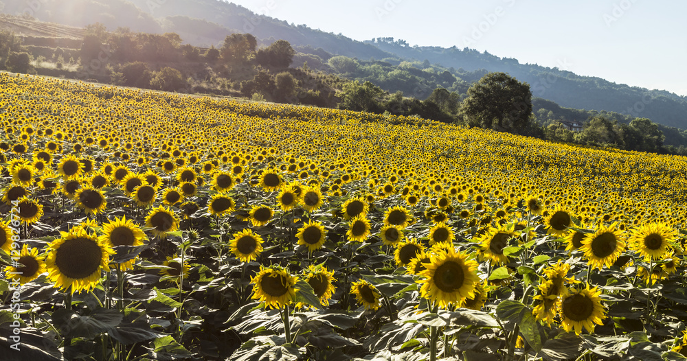 Sunflowers blooming in farm with blue sky