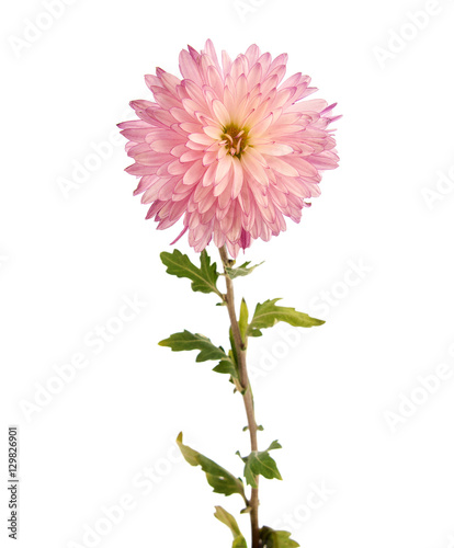 Pink chrysanthemum flower on a long stem on a white background is insulated