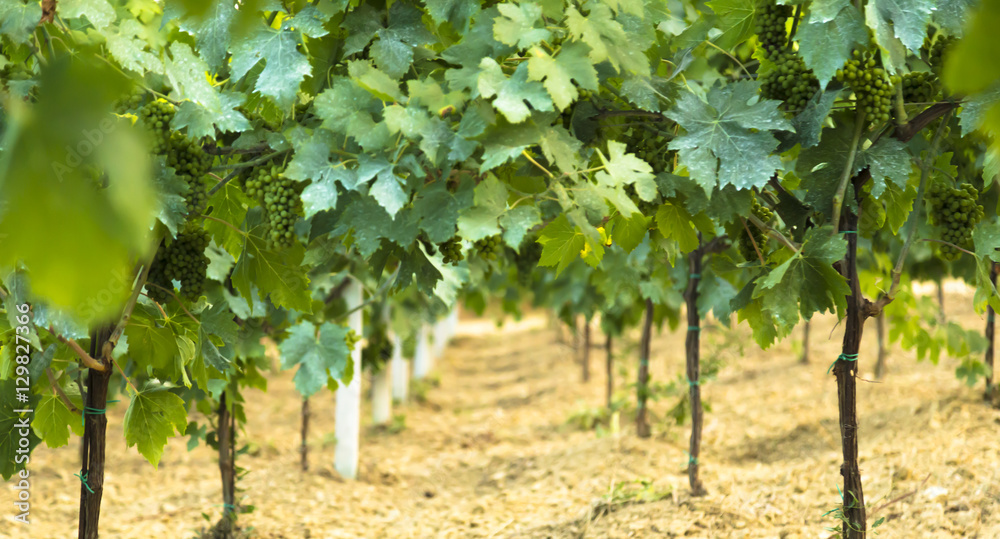 Vine in a vineyard in autumn - Wine grapes before harvest