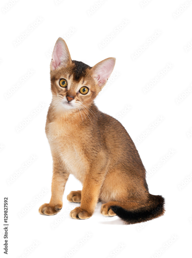 ginger kitten Abyssinian breed on white background