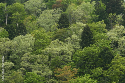 新緑の山