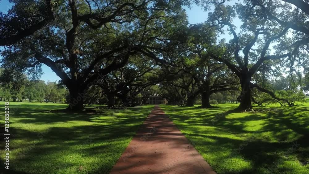 Waking through big beautiful live oak promenade with spanish moss