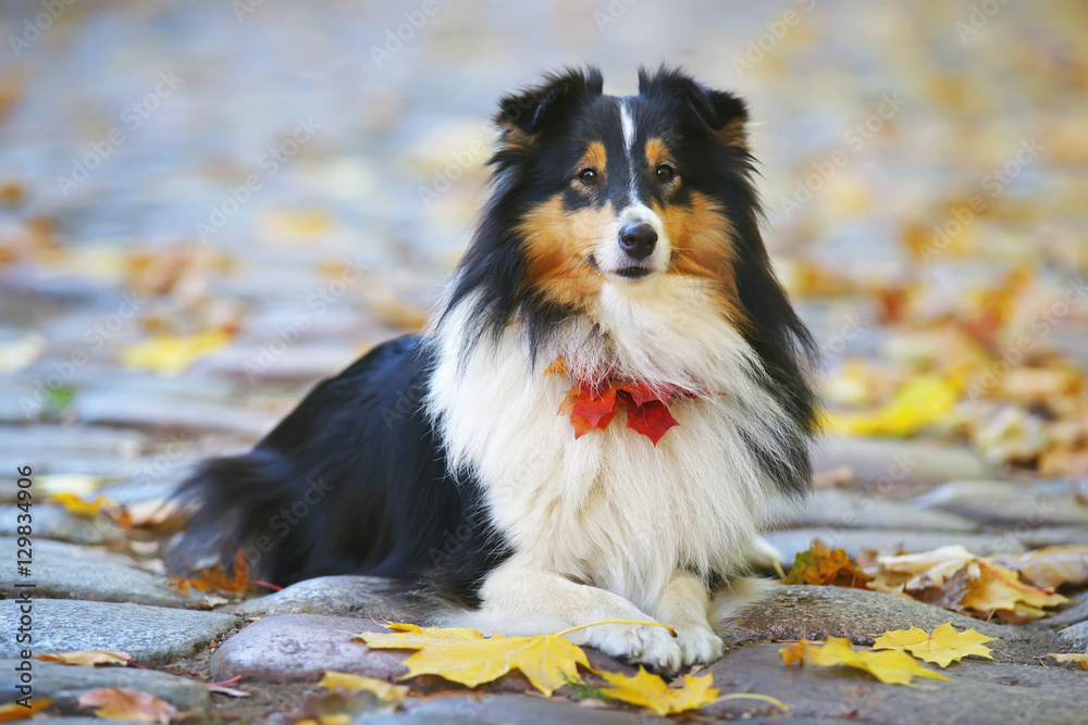 Adorable Sheltie dog lying down outdoors around fallen maple leaves in autumn
