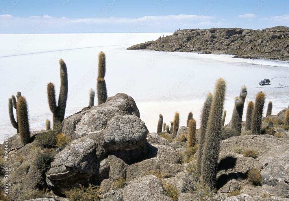 Cacti on Isla de los Pescadores, and salt flats, Salar de Uyuni, Southwest Highlands, Bolivia Cacti on Isla de los Pescadores, and salt flats, Salar de Uyuni, Southwest Highlands, Bolivia