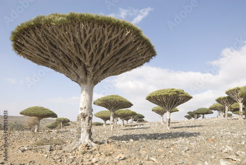 Dragon's Blood Tree (Dracaena cinnabari), endemic to island, Diksam Plateau, central Socotra Island, Yemen photo