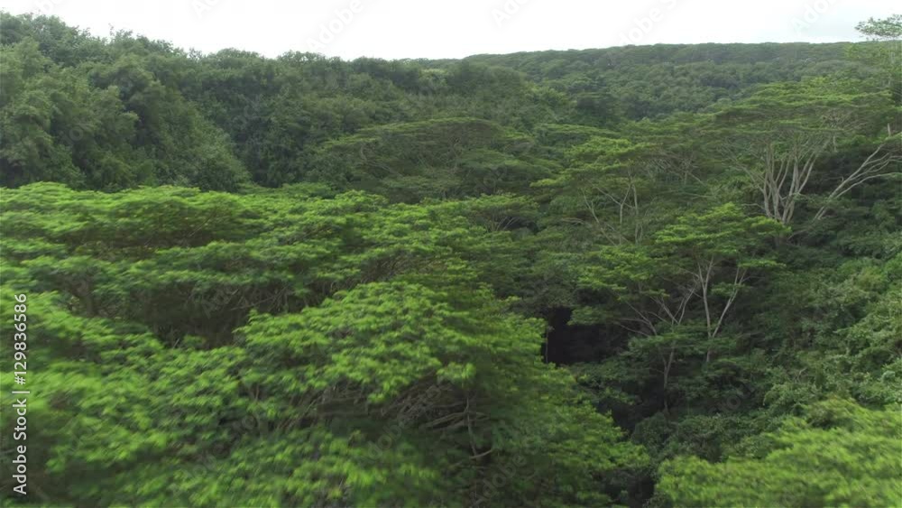 AERIAL: Lush acacia trees growing on jungle riverbanks deep in vast rainforest AERIAL: Lush acacia trees growing on jungle riverbanks deep in vast rainforest
