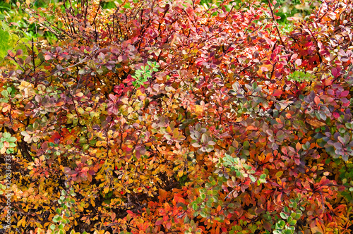 Berberis vulgaris in autumn. Background
