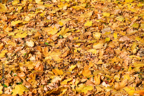 Background of fallen yellow maple leaves in autumn