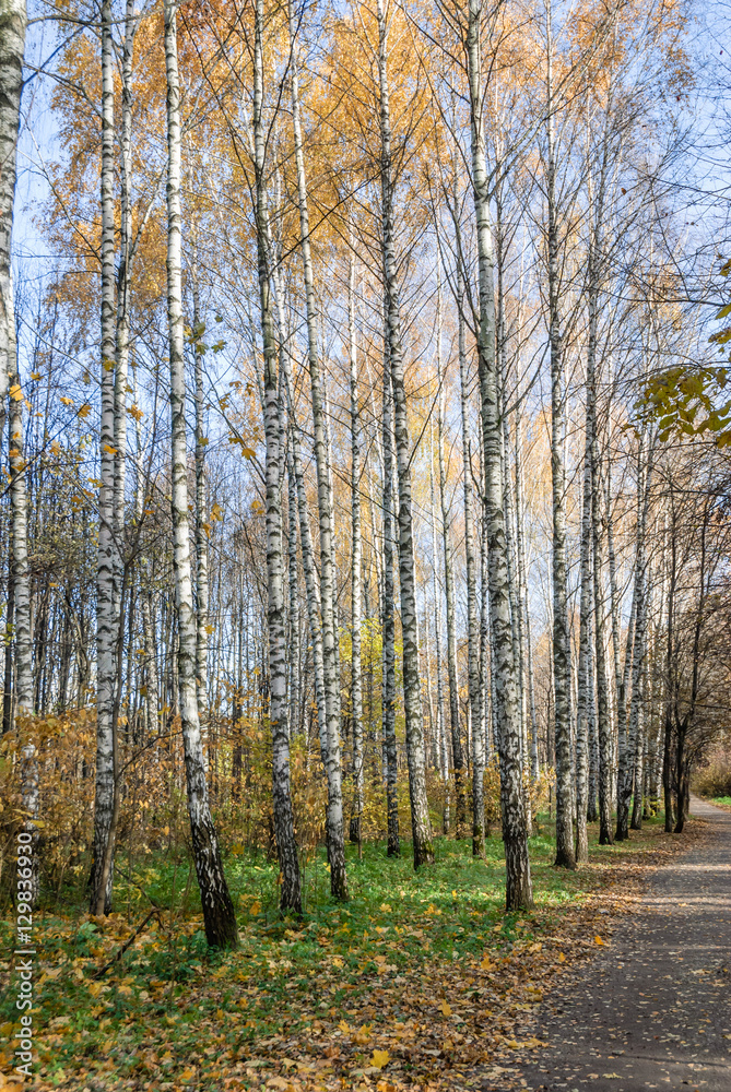 Birch grove in the forest area Sunny autumn day