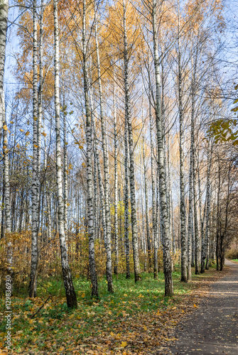Birch grove in the forest area Sunny autumn day © aleoks
