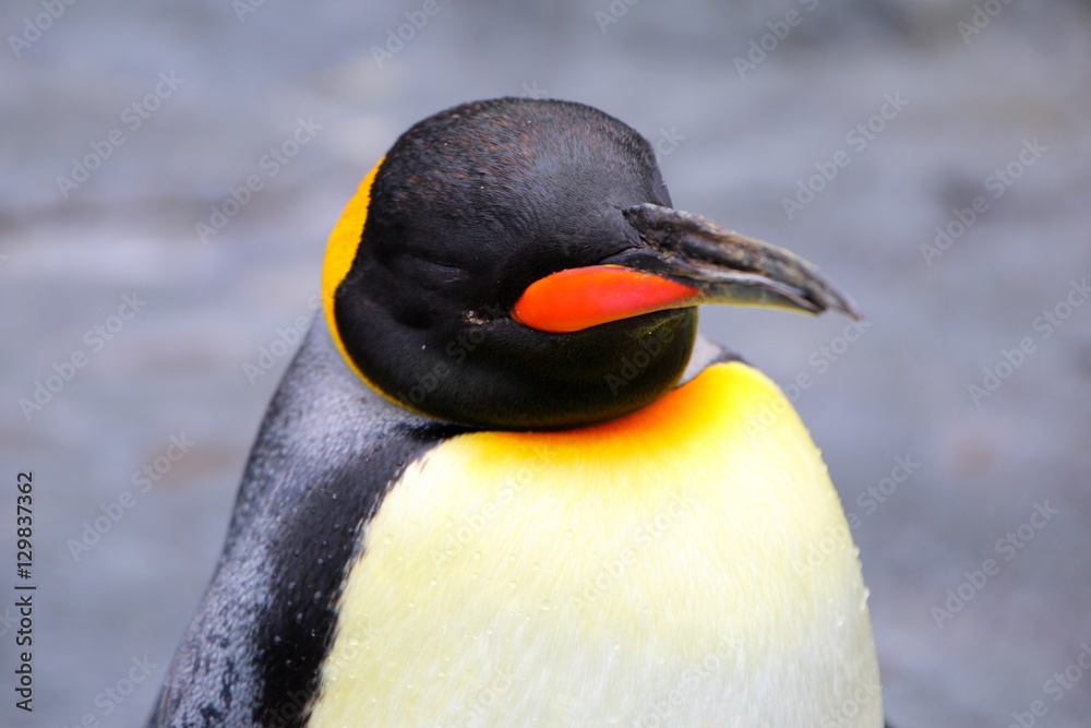 Naklejka premium オウサマペンギン