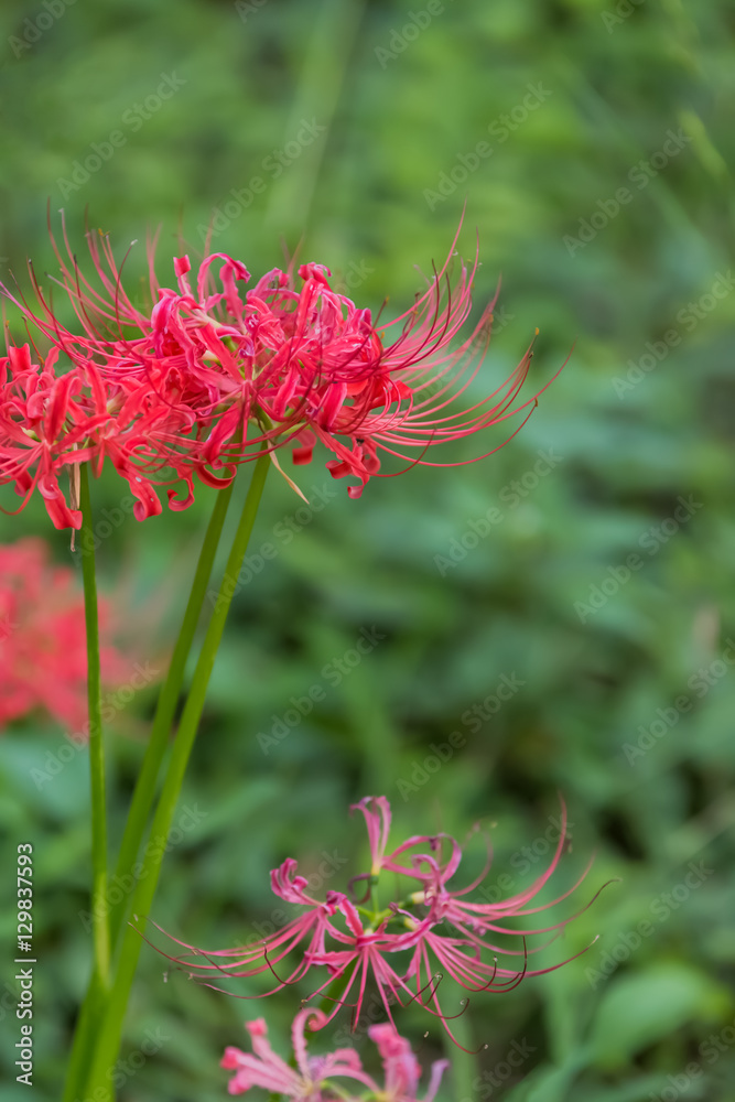 曼珠沙華 曼珠沙華