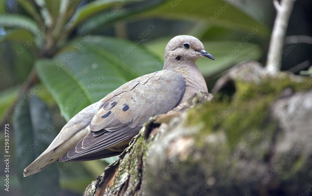 Eared dove perched on loquat tree branch Eared dove perched on loquat tree branch