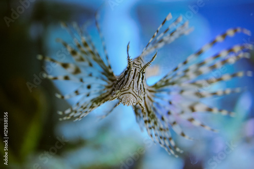 Sea life: exotic tropical coral reef