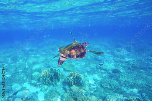 Green turtle swimming in the sea. Snorkeling with turtle.