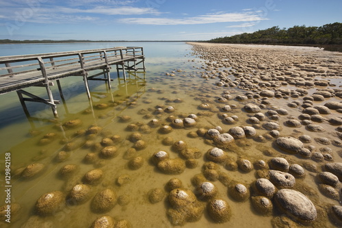 Thrombolites, a variey of microbialite or living rock that produce oxygen and deposit calcium carbonate, similar to some of the earliest fossil forms of life found on Earth, Lake Clifton, Yalgorup National Park, Mandurah, Western Australia, Pac photo