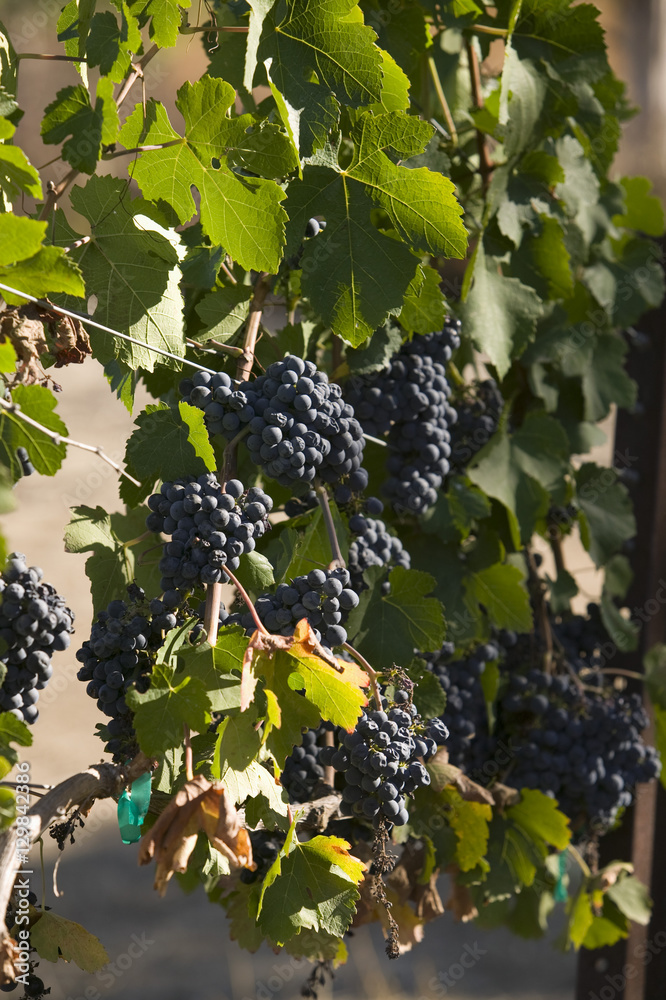 Bunch of wine grapes hanging on vineyard