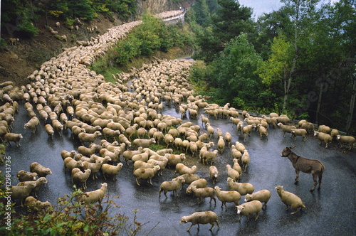 Flock of sheep and a single donkey on the road during the autumn transhumance from Haute Savoy to Provence, France photo