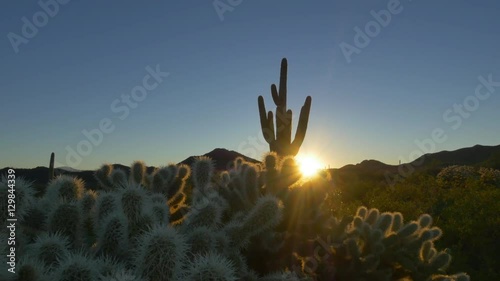 Golden sunrise sun shining through cactus thorns in Arizona desert photo