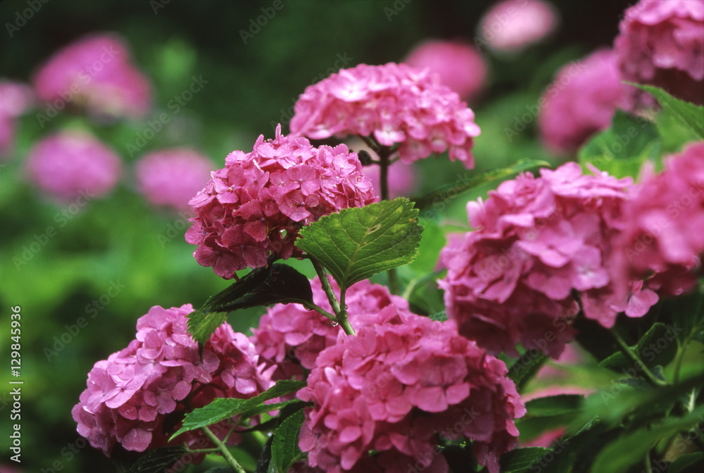 紫陽花 紫陽花