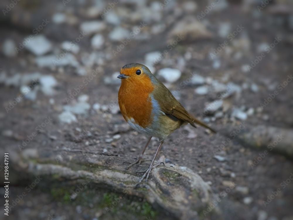 Robin