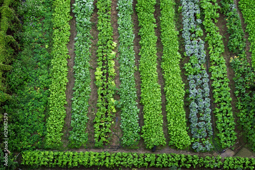 Green vegetable garden, top view