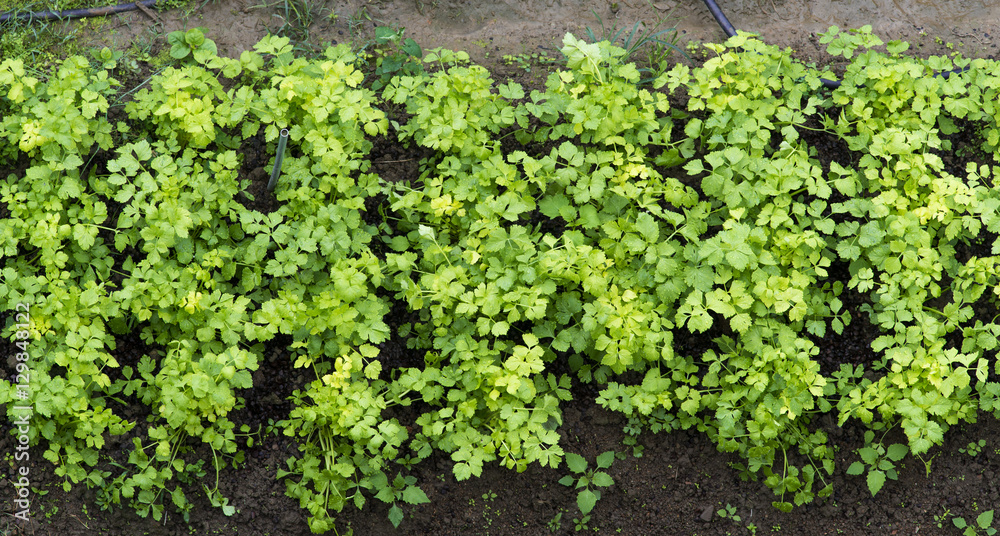 Vegetable garden top view. Vegetable garden top view.