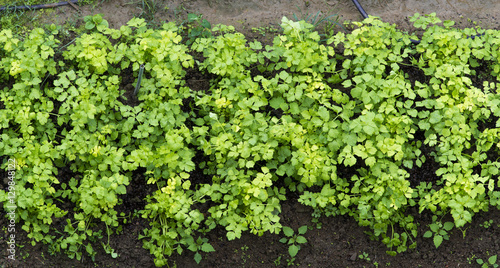 Wallpaper Mural Vegetable garden top view. Torontodigital.ca